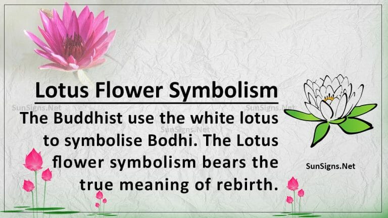 Lotus Flower Meaning The Symbol of God of Creation