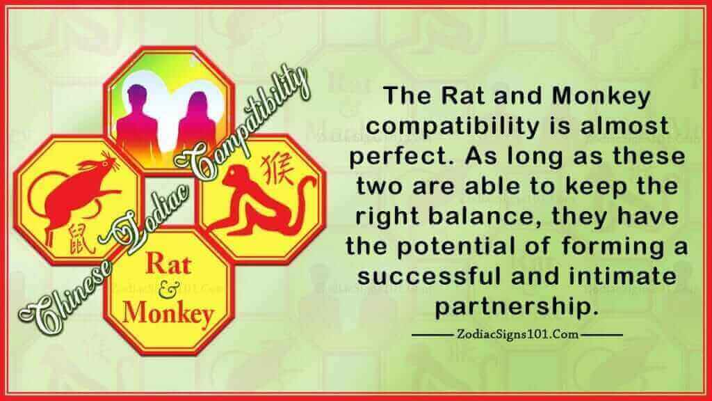 Rat Monkey Compatibility Feasible and Practical ZodiacSigns101