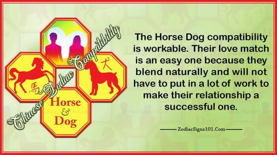 horse-dog-compatibility-workable-and-understanding-zodiacsigns101