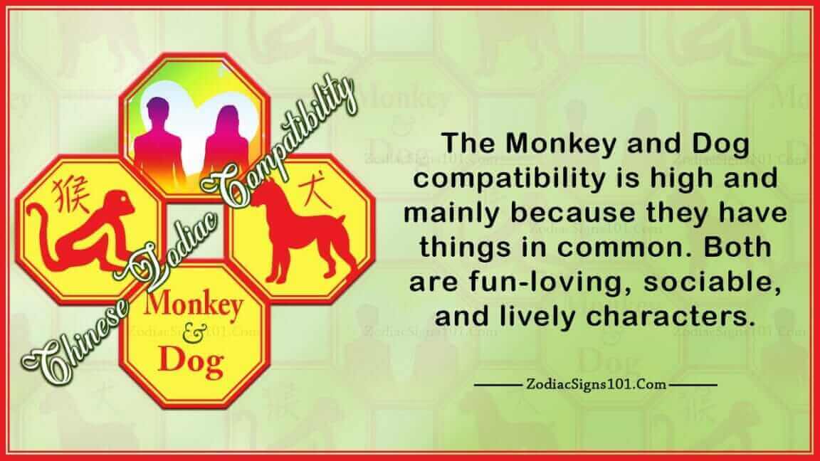 monkey-dog-compatibility-sociable-yet-a-little-shy-zodiacsigns101